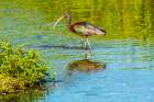 USA-Florida-Sarasota-Myakka River State Park-Wading Bird-Feeding-Glossy Ibis Art Print